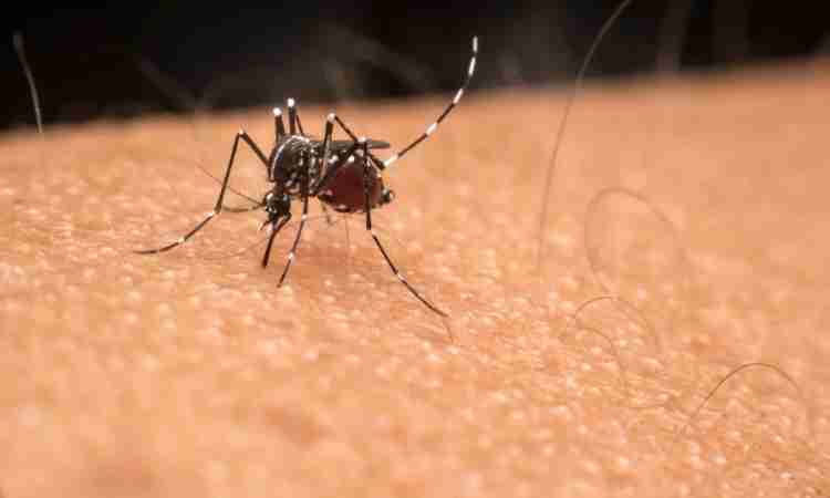 Ceará não receberá doses da vacina contra dengue fornecidas pelo Ministério da Saúde