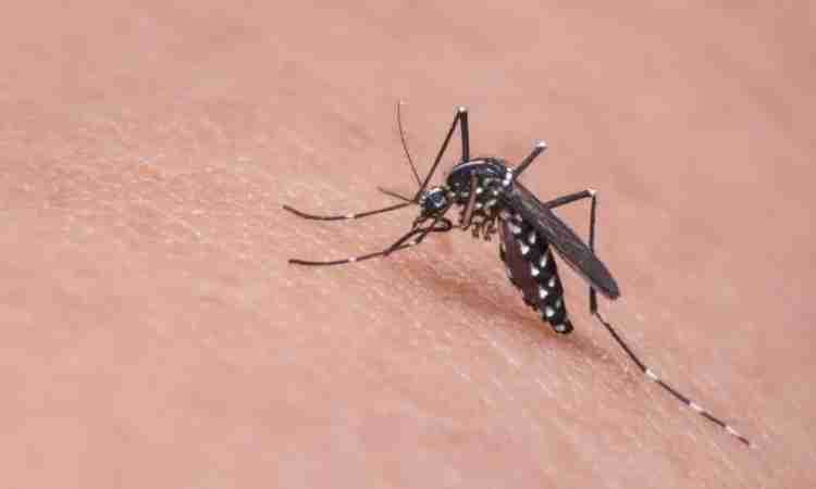 Dengue: Brasil registra mais de 650 mil casos e 438 óbitos em análise